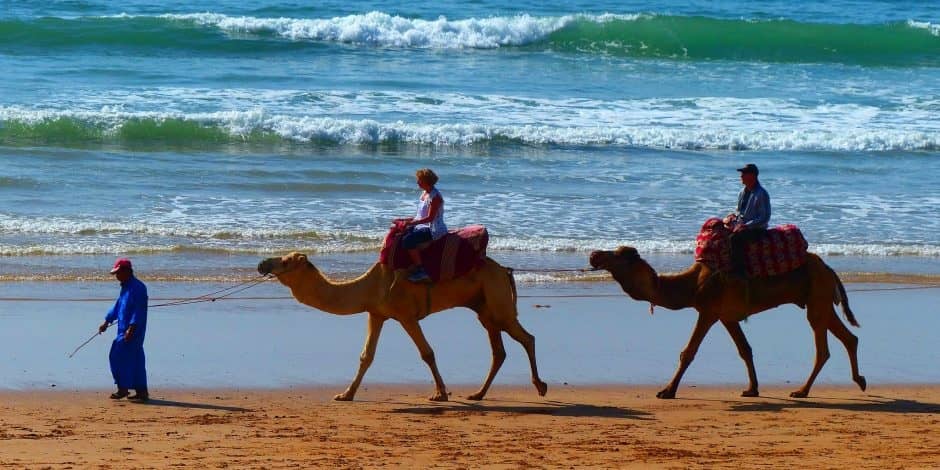 camel riding in the moroccan beach