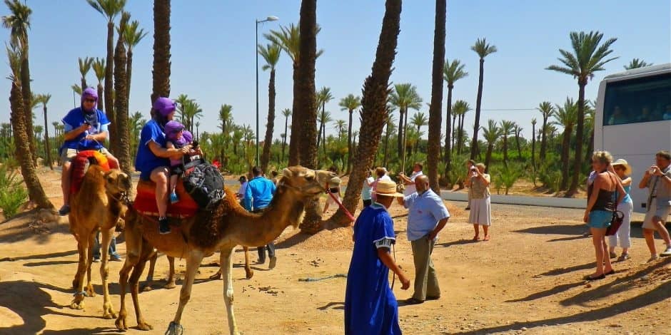 marrakech camel riding