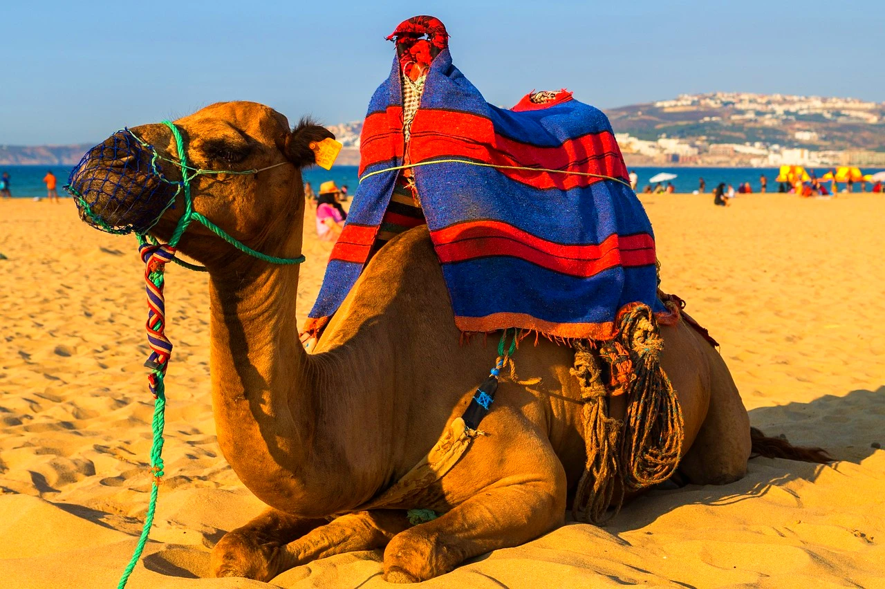 camel sitting in agadir beach